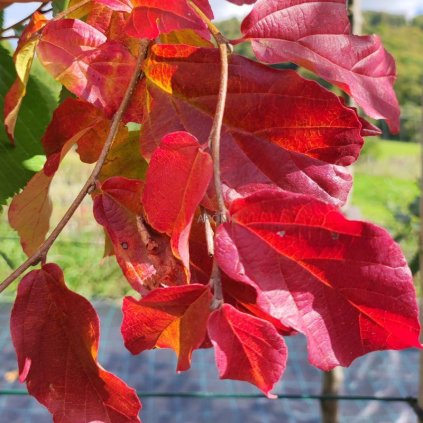 Parócie perská - Parrotia persica - 12 l