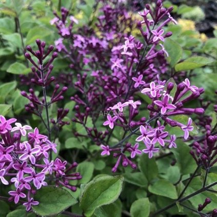 vyr 3828 syringa bloomerang dark purple