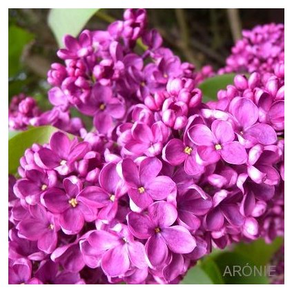 Šeřík ´Andenken an Ludwig Späth´ - Syringa  - 4 l  Okrasné keře