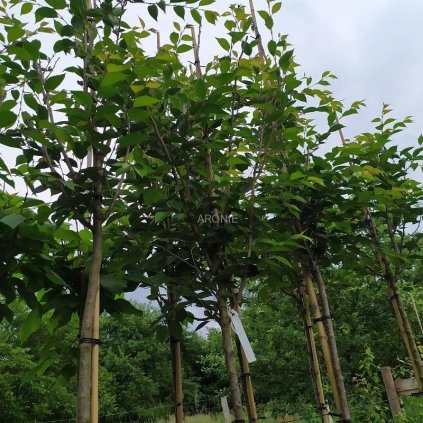 Višeň chloupkatá ´Accolade´ - Prunus ´Accolade´ - ok 10/12 cm, vk 180 cm  Okrasné stromy