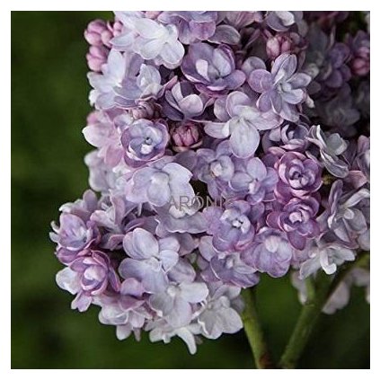 Šeřík ´Michel Buchner´- Syringa ´Michel Buchner´ - 12 l  Okrasné keře