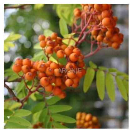 Jeřáb ptačí - Sorbus aucuparia - ok 14/16 cm  Původní dřeviny