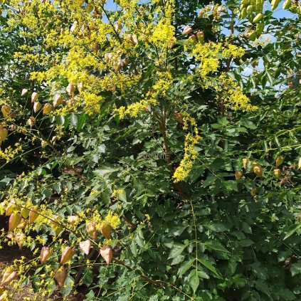 Svitel latnatý - Koelreuteria paniculata - 200 - 250 cm, vícekmen Exkluziv  Okrasné stromy