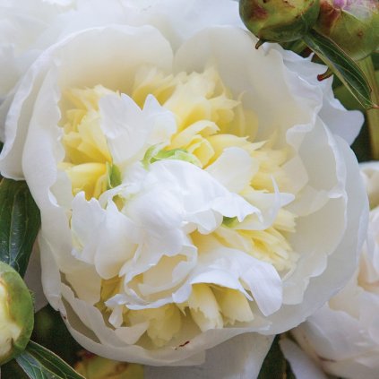 pivonka Duchesse de Nemours