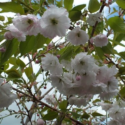 Třešeň pilovitá ´Mount Fuji´ ´Shirotae´ - Prunus serrulata ´Shirotae´ - ok 12/14  Okrasné stromy
