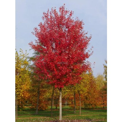 Javor Freemanův (Jeffersred) ´Autumn Blaze´ ® - Acer x freemanii - ok 14/16  Okrasné stromy