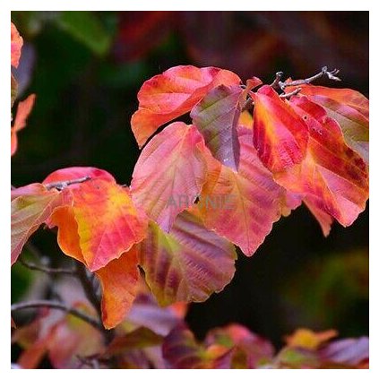 Parócie perská ´Vanessa´- Parrotia persica - vícekmen 200 - 250 cm Exkluziv Vícekmeny