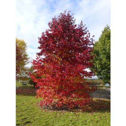 Ambroň západní ´Worplesdon´ - Liquidambar styraciflua - ok 12/14 cm  Okrasné stromy