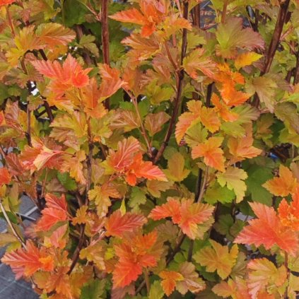 Amber Jubilee