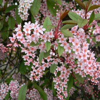 prunus padus colorata