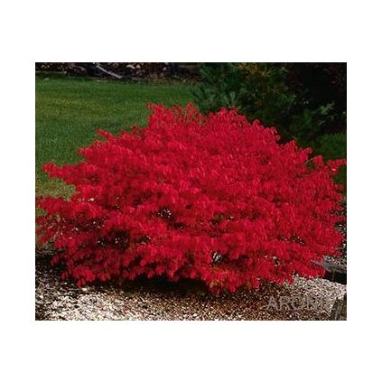 Brslen křídlatý ´Compactus´ - 2 l - Euonymus alatus