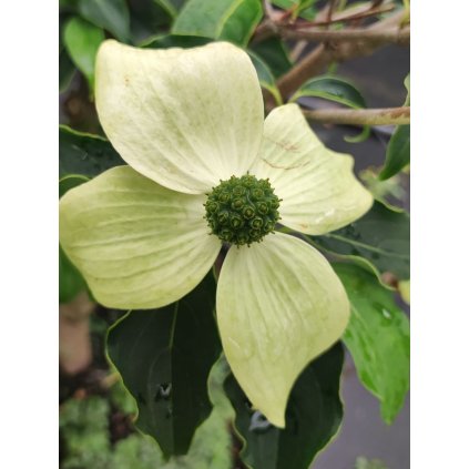 Cornus kousa Milky Way 1