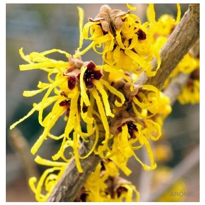 Vilín prostřední - Hamamelis x intermedia ´Pallida´ - Exkluziv  Okrasné keře