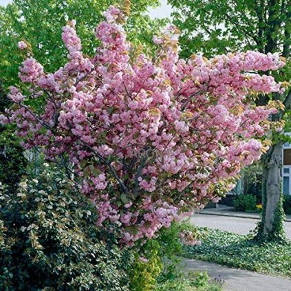 Okrasná třešeň ´Kanzan´ - Prunus serrulata - 130 - 150 cm  Okrasné stromy