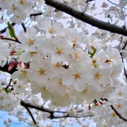 Prunus Taihaku sakura