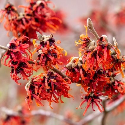 hamamelis intermedia diane