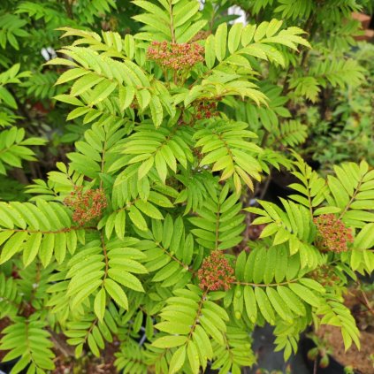 Sorbus Autumn Spire