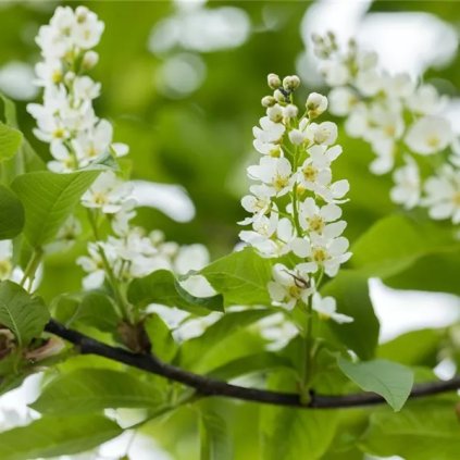 Prunus padus ´Tiefurt´