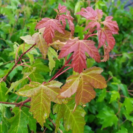 Acer ginnala