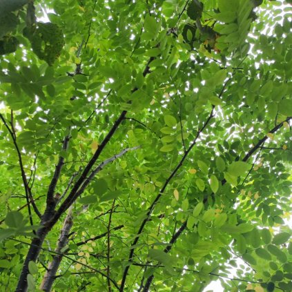 Sophora japonica www.zahradnictvi aronie.cz