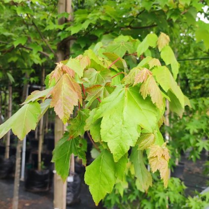 Javor cerveny Acer rubrum ´Scanlon www.zahradnictvi aronie.cz