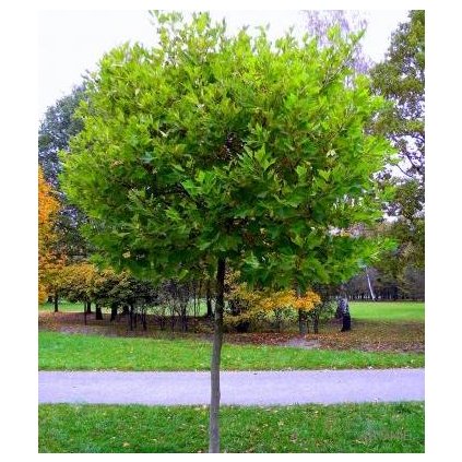 Platan ´Alphen´s Globe´ - Platanus x acerifolia - ok 12/14 Okrasné stromy