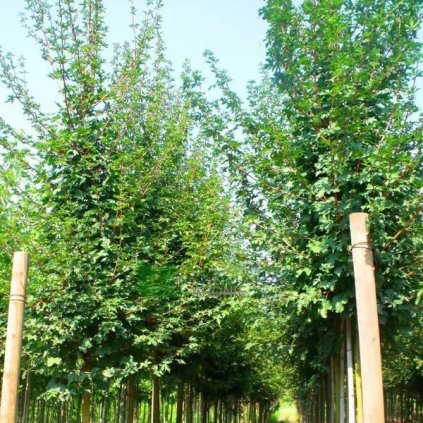acer Lienco