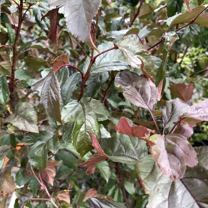 malus veitchs scarlet listy