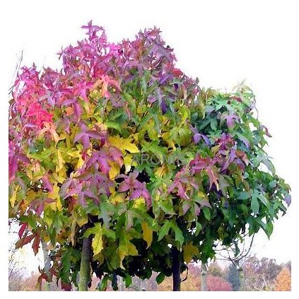 Ambroň západní ´Gum Ball´ - Liquidambar styraciflua - ok 8/10 cm  Okrasné stromy