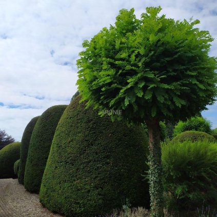Akát ´Umbraculifera´ - Robinia pseudoacacia ´Umbraculifera´ - vk 220 cm  Okrasné stromy
