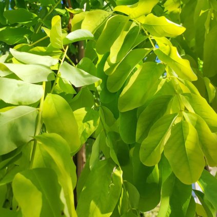 Robinia pseud. Frisia