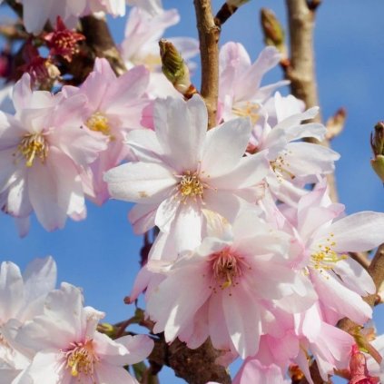 Prunus Autumnalis Rosea