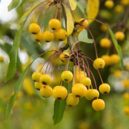 Okrasná jabloň toringo ´Brouwers Beauty´- Malus toringo - ok 14/16  Okrasné jabloně