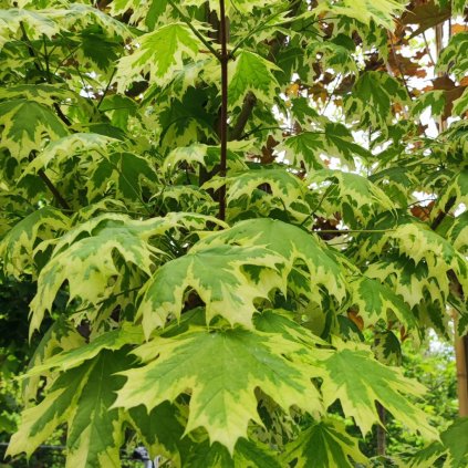 Acer platanoides Drummondii www.zahradnictvi aronie.cz