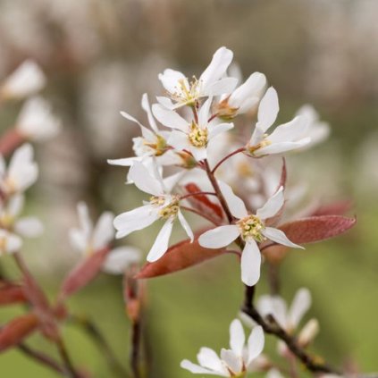 Amelanchier leavis ´R.J. Hilton
