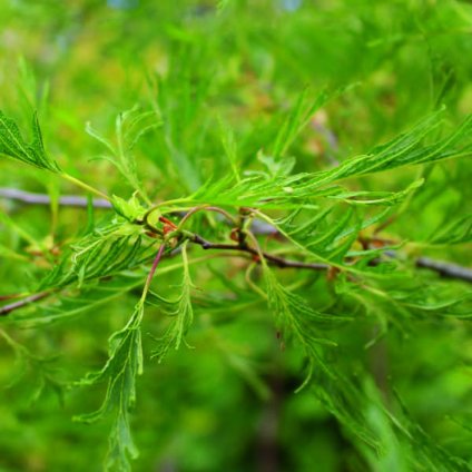 alnusa glutinosa Imperialis