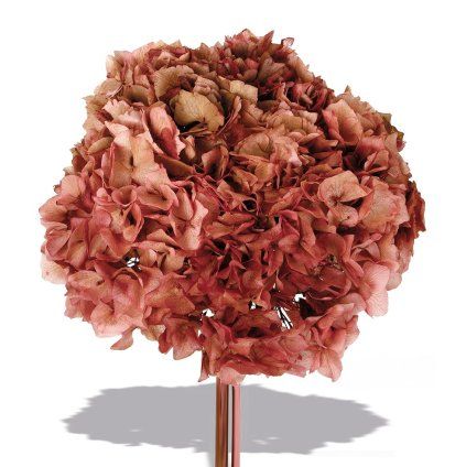 Hydrangea press 740.47