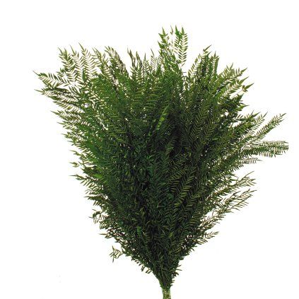 148.67 JACARANDA PRESS 40 CMS 75 GR BOX 20 20