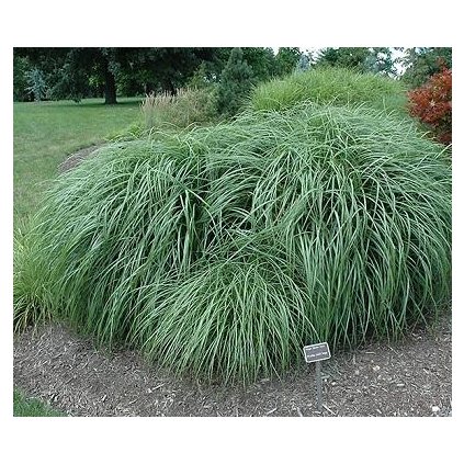 Ozdobnice čínská ´Adagio´- Miscanthus sinensis - 12 l