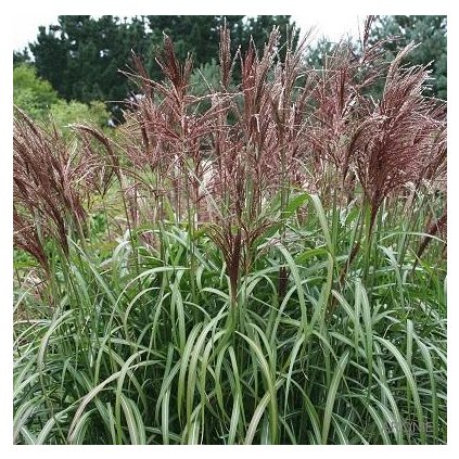 Ozdobnice čínská ´Malepartus´ - Miscanthus sinensis - 1,5 l  Okrasné trávy