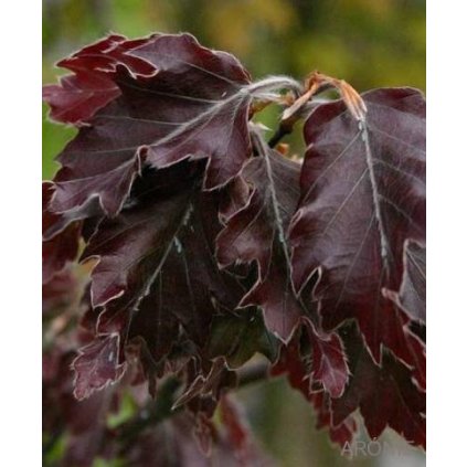 Buk lesní ´Rohanii´- Fagus sylvatica