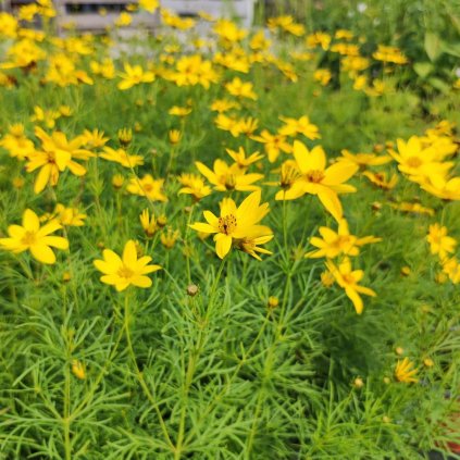 Krásnoočko - Coreopsis verticillata ´Zagreb´