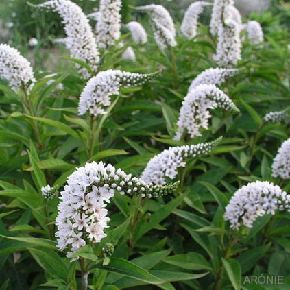 Vrbina sehnutá - Lysimachia clethroides