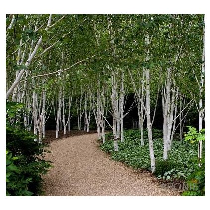 Bříza himalájská Jacquemontii - Betula utilis Jacquemontii - ok 10/12  Okrasné stromy