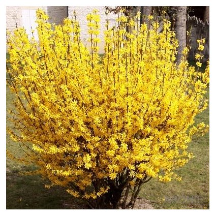 Zlatice prostřední- Forsythia intermedia - Minigold - 2 l