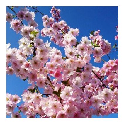 Višeň chloupkatá, sakura - Prunus ´Accolade´ - výška kmene 180 cm