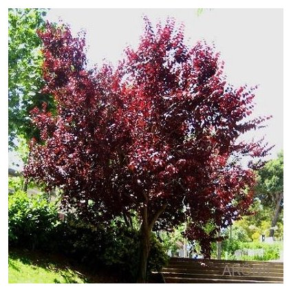 Myrobalán třešňový ´Nigra´- Prunus cerasifera - 150 - 180 cm - vícekmen