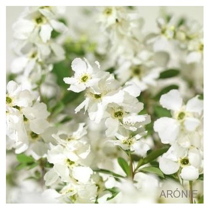 Hroznovec ´Niagara´ ® - Exochorda racemosa - 130 - 150 cm Exkluziv  Vzrostlé okrasné keře