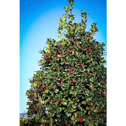 Cesmína modrá ´Hackenfee®´ - Ilex & Meserveae