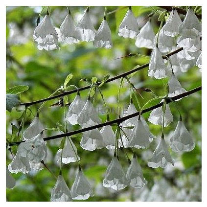 Halézie karolínská - Halesia carolina - 100 - 130 cm